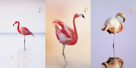 装饰画 晶瓷画 火烈鸟