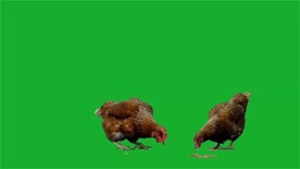 两字母鸡啄米绿幕素材