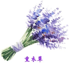 熏衣草