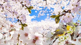 桃花视频素材