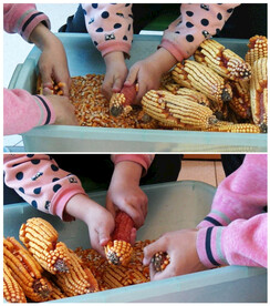 劳动体验剥玉米