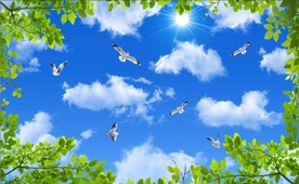 蓝天白云绿叶鸽子