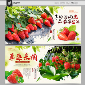 草莓采摘