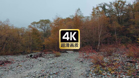 湿地丛林小路风景