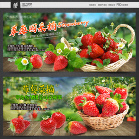草莓采摘