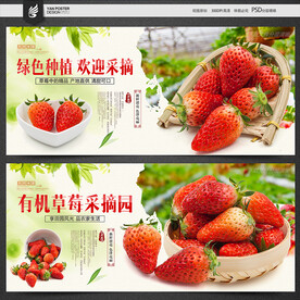 草莓采摘园