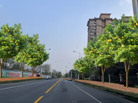 道路绿化改造设计效果图