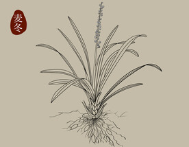 麦冬中草药材植物图