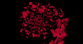 旋转花瓣玫瑰花透明背景