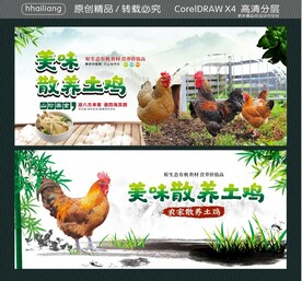 美味散养土鸡 