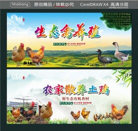 生态禽养殖 农家散养土鸡