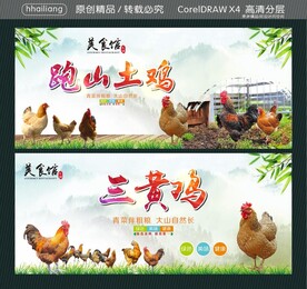 跑山土鸡 三黄鸡