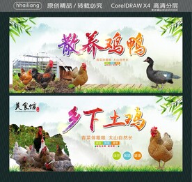 乡下土鸡 散养鸡鸭