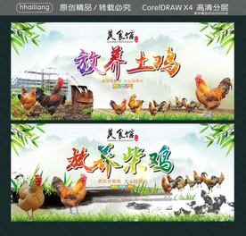 放养土鸡 放养柴鸡