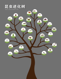 2021年新版昆虫纲进化树