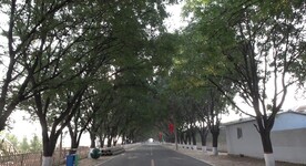 农村绿树道路