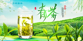 春茶