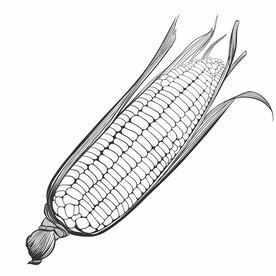 玉米手绘简笔画 插画
