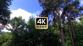 树林上空的云海