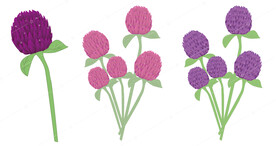 手绘千日红 花朵