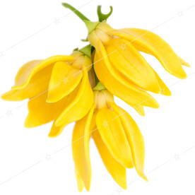 依兰花  Ylang 免抠图素