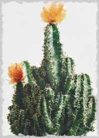 50X70厘米版画素材仙人掌花