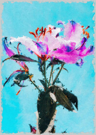 50X70数字油画装饰画花朵