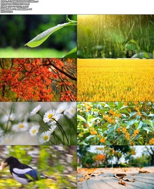 朗诵秋天的雨纯音乐led视频