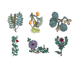 插画 花卉 植物