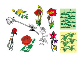 插画 花卉 植物