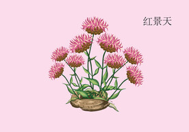 红景天手绘 