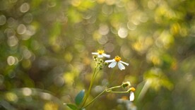 梦幻鬼见针植物光斑