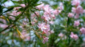 高清唯美夹竹桃