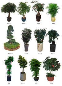 绿化植物  盆景租摆  绿植