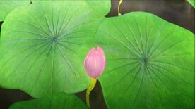 豆蔻梢头 舞蹈舞台舞美背景视频