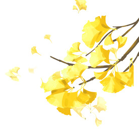 立秋银杏树叶元素