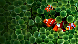 小丑鱼高清护眼电脑壁纸