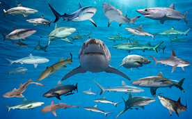 鲨鱼总动员免扣合集