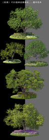 园木绿化树木