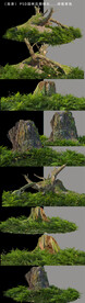 枯木青苔