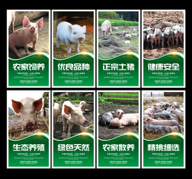 养猪海报