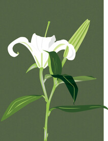百合花