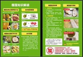 榴莲知识解读单页