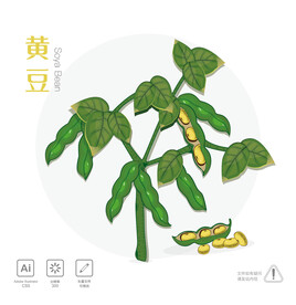 黄豆 插画