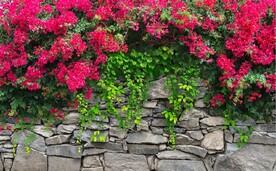 石墙爬山虎背景墙壁画