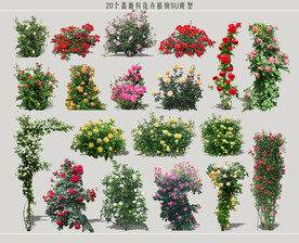 2D蔷薇科花卉植物