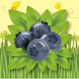 手绘蓝莓矢量图