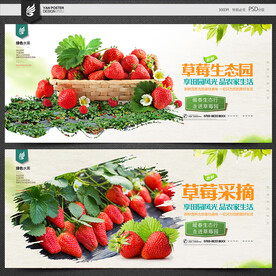 草莓采摘