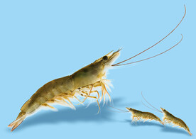 高清活大虾抠图