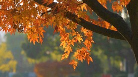 风中的波光中红色枫叶